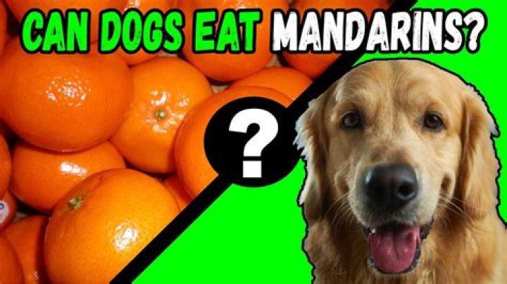 Can your Dog Eat Mandarins: What You Need to Know