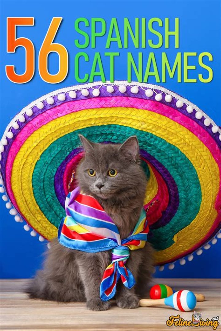 Cats in Spanish: A Comprehensive Guide for Cat Lovers
