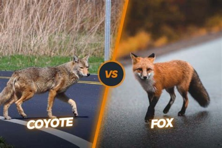 Comprehensive Definition of Coyote: An Ultimate Guide
