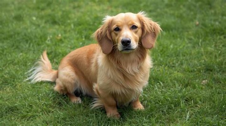 Comprehensive Guide to Retriever Dachshund Mix Dogs