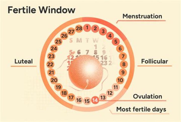 Conception Calculator 2 Possible Fathers: Unveiling the Truth Behind Paternity