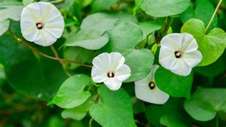 Discover the Art of Lacey Lips: A Comprehensive Guide