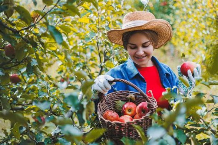 Discover the Best Apple Picking Experiences in San Luis Obispo