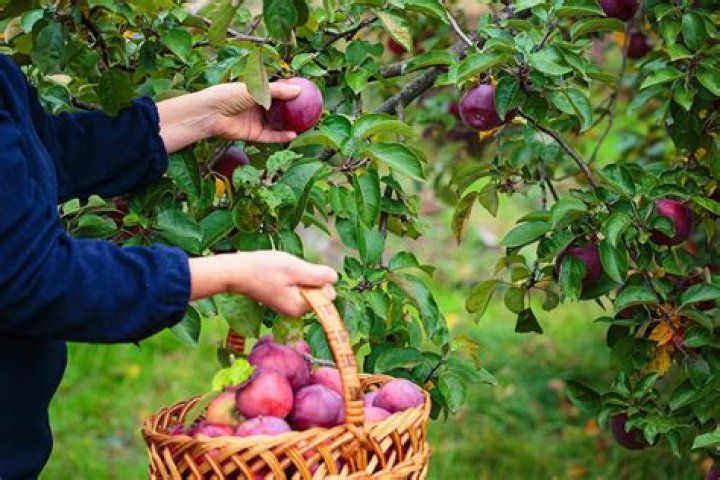 Discover the Charm of Apple Picking in Slovenia