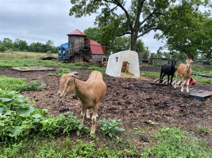 Discover the Enchanting Beauty of Narrow Way Farm Newtown