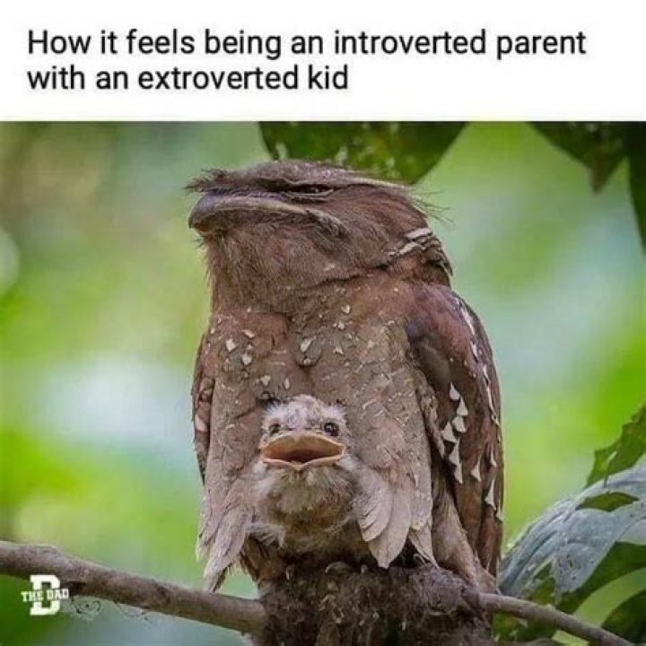 Discover the Hilarious World of the "Yes, Honey" Meme