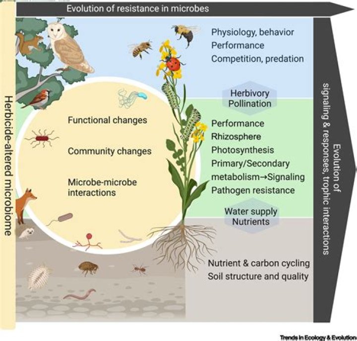 Discover the Life and Impact of Candis Dare