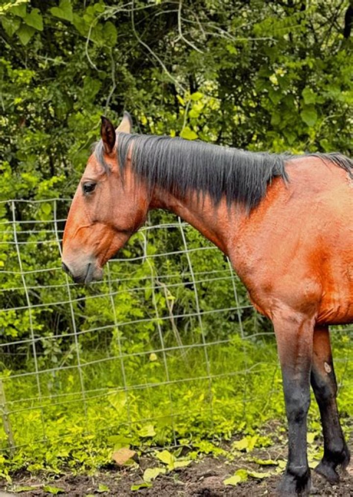 Discover the Meaning Behind the Name "Aponi"