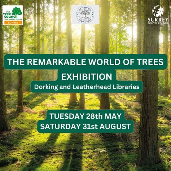 Discovering the Remarkable World of Ludwig Height