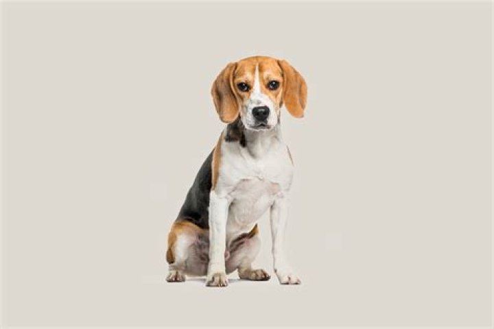 Does Training a Beagle | Works or Not?