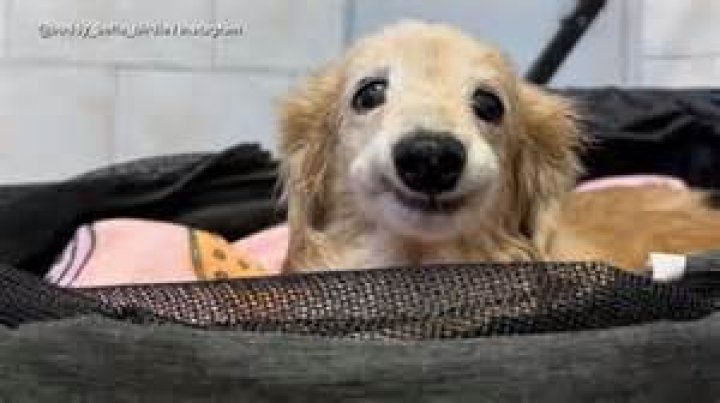 How Tall is Ja Rule: Uncovering the Truth Behind the Stats