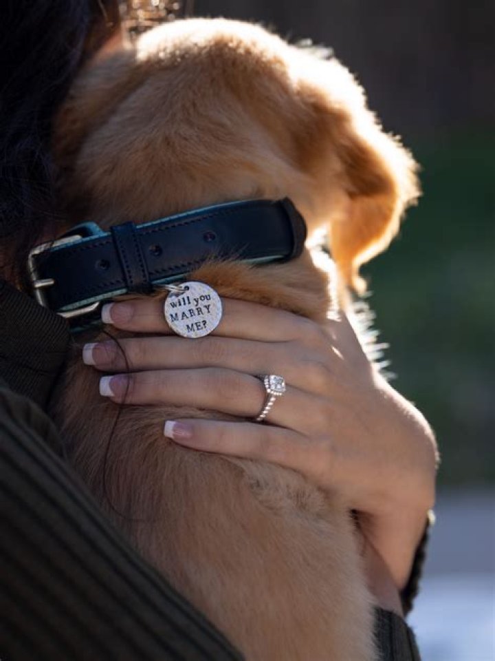 Kevin from The Proposal Dog: A Heartwarming Journey of Love and Loyalty