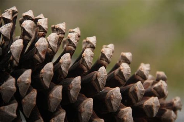 Pine Cones Open and Close: A Fascinating Natural Phenomenon