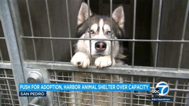 Stanislaus Animal Shelter: A Beacon of Hope for Animals in Need