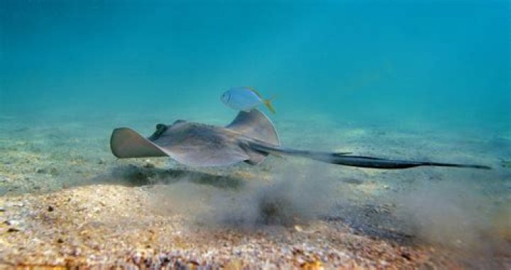 Stingray Steve: The Underwater Legend and His Fascinating Journey