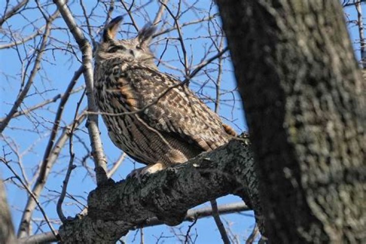 Tecolote in Spanish: Unveiling the Charm of Owls in the Hispanic World