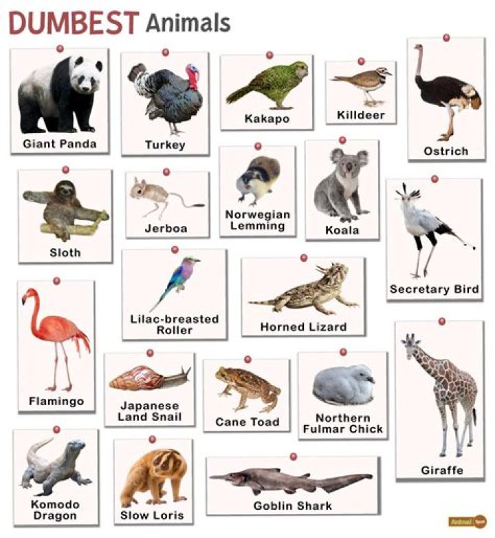 The Ultimate Guide to the Dumbest Animal on Earth
