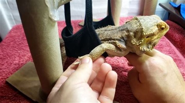 Ultimate Guide: Comforting a Dying Bearded Dragon with Care and Compassion