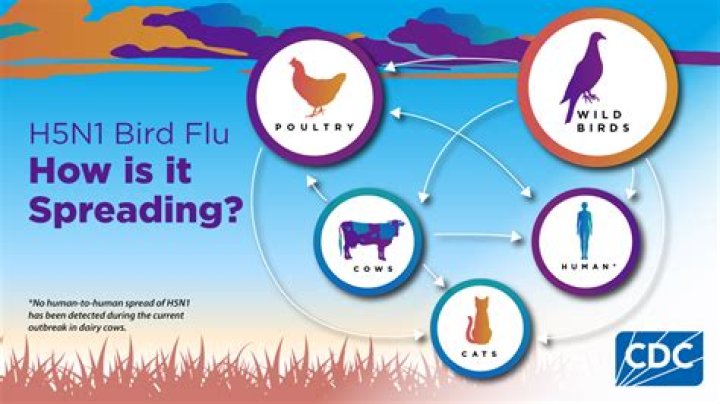 Understanding the Bird Flu Cat Food Recall: Ensuring Your Pet's Safety