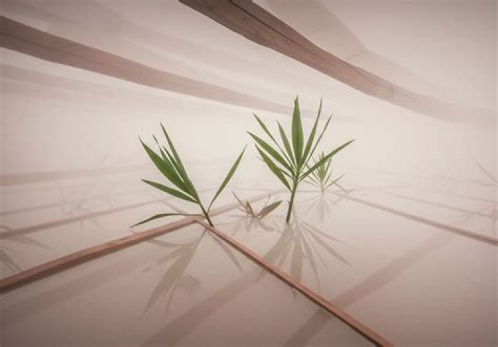 Understanding the Impact of Leaked Content: The Essence Atkins Case