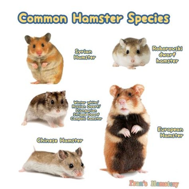 Unveiling the Hanster X: Revolutionizing the World of Hamsters